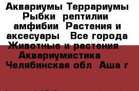 Аквариумы.Террариумы.Рыбки, рептилии, амфибии. Растения и аксесуары - Все города Животные и растения » Аквариумистика   . Челябинская обл.,Аша г.